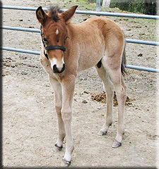 Ana Tari's Colt