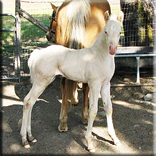 Babe Tari's foal