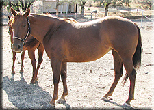 Bonanza's Lil Fawn